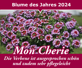 Mon Cheri - Blume des Jahres 2024