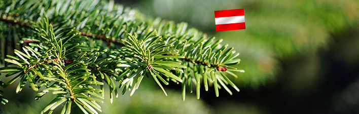 NADELSICHERE ORIGINAL NORDMANNTANNEN