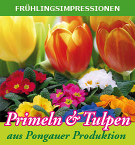 Primeln und Tulpen aus regionaler Pongauer Produktion
