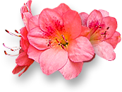 Weekend Aktion: Rose Magic Avelance und Azaleen!