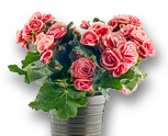 Weekend Aktion: Rose Thriller und Zimmerbegonien!