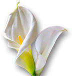 Weekend Aktion: Rose Mai-Tai + Calla-Zantedeschia verschiedene Farben!