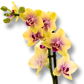 Weekend Aktion - Rose E-Vent - Orchideen!