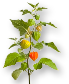 Weekend Aktion: Rose Magic Avelance und Physalis Lampionblume!