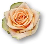 Weekend Aktion: Rose Alchemy + Spathiphyllum Einblatt!