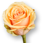 Weekend Aktion: Rose Alchemy + Cyclamen - Alpenveilchen!