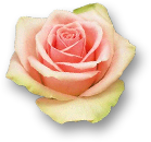 Rose Belle Rose