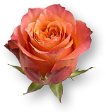 Weekend Aktion: Rose Espana und Cyclamen, Alpenveilchen!