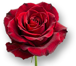 Weekend Aktion: Rose Magic Avalance und Physalis Lampionblume!