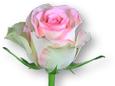 Weekend Aktion: Rose Alchemy und blühende Ampelpflanzen!