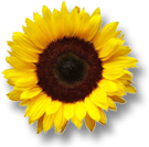 Weekend Aktion - Sonnenblumen