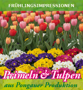 Primeln und Tulpen aus Pongauer Produktion