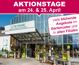 AKTIONSTAGE - viele blühende Angebote im Gartenceter und in allen Filialen